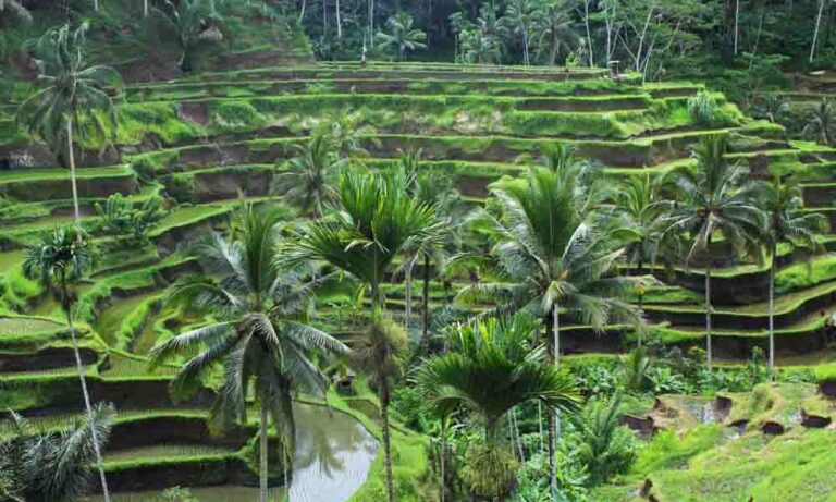 Padangbai to Ubud Transfer